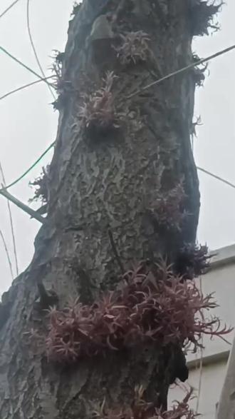 开车俩个小时了看柳树开花,在昌图八面城
