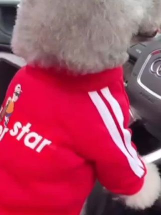 狗狗衣服秋冬新款滑板小子卫衣泰迪宠物加绒保暖秋冬服装卫衣#衣服#宠物秋冬衣服