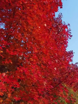 秋已成诗,美不美你说了算#随手一拍即是美景