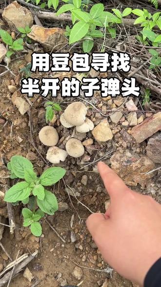 半开的子弹头#寻找大自然的馈赠 #真实捡菌子经验分享 #鸡枞菌 #野生菌 #我的乡村生活