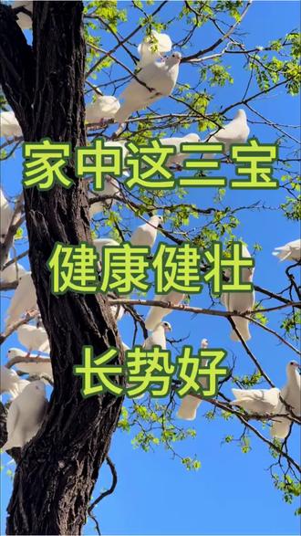 家中有三宝,鸽子健康,长势好#养鸽人 #赛鸽 #信鸽赛鸽 #养鸽小技巧