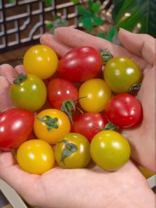 #番茄🍅 #三色小番茄 #解馋小零食推荐 #好吃不贵经济实惠 #好甜好甜