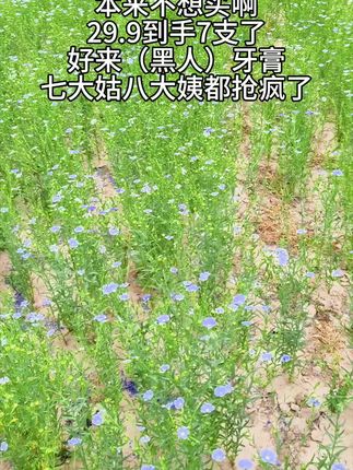 好来牙膏#好来初萃茶 #茶收清新油不得你 #尽兴买出生活高光