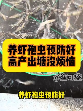 9.18 养虾孢虫预防好,高产出塘没烦恼##孢虫净 预防孢子虫 拍5发6,厂家直发#肝肠孢子虫 #对虾养殖 #美好中国丰收季 #渔可盛