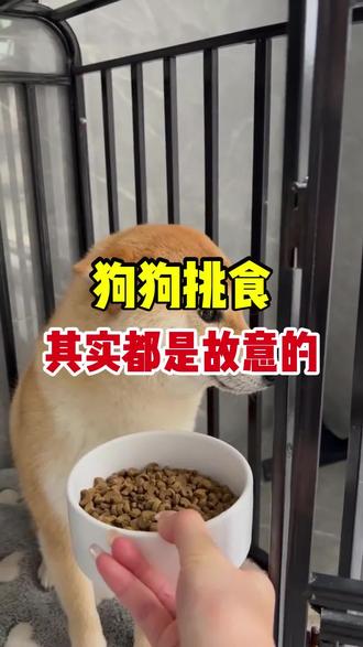 狗狗挑食,其实就是它们故意的!#养狗经验分享 #养宠进阶指南 #科学养宠攻略 #养狗小知识