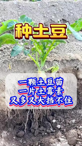 一颗土豆苗,一片土霉素,结的又多又大,挡不住#土豆种植 #土豆高产种植 #种土豆 #马铃薯 #洋芋
