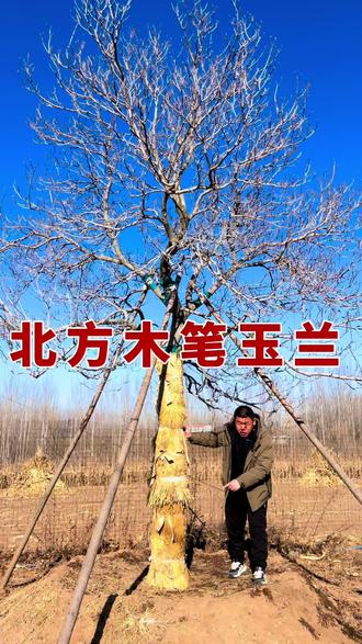 一颗粗度20公分多的一颗木笔玉兰树,木笔玉兰的枝条自然下垂,而且枝条短小且细,形似鸡爪,花苞细小,开花要比玉兰要晚#强烈推荐 #庭院花园 #别墅庭院 #木笔玉兰