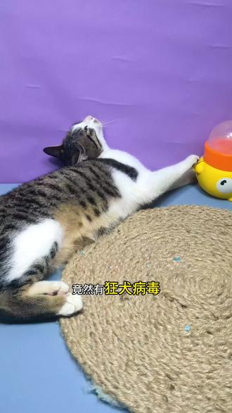 给抓了我手的猫猫测了一下,竟然……#狂犬疫苗 #狂犬病 #猫咪 #养猫经验分享 #狂犬病毒检测卡