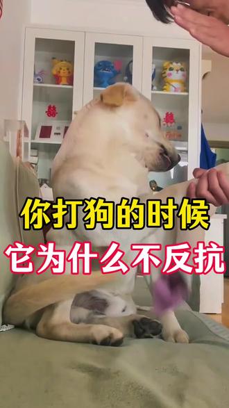你打它的时候,它为什么不反抗 #狗狗#宠物#新手养狗#养狗攻略#科学养宠攻略