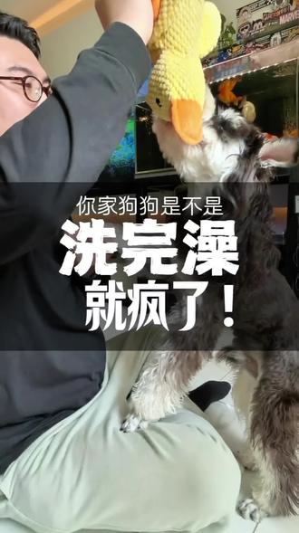狗洗为啥完澡之后会发疯的一样乱跑? 有的甚至洗完还一定要去床上蹭半天,你家那只是不是也这样?它这可不是在调皮,其实是在找自己的味道。来回上蹿下跳的同时,它还释放了洗澡时紧张的情绪和压力。#养狗经验分享 #新手养狗 #狗狗的迷惑行为 #宠物狗 #雪纳瑞