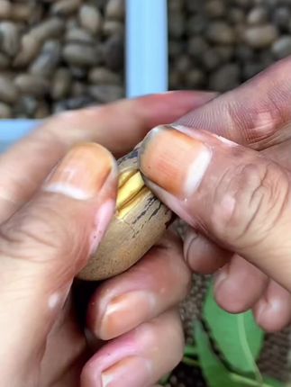 年新货美国山核桃长寿果干 干果云南大理原味生碧根果克散装#云南原味碧根果#山核桃长寿果