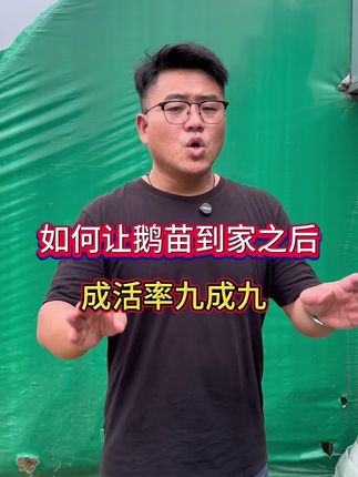 如何让鹅苗到家之后,成活率九成九#鹅 #养鹅人 #肉鹅 #生态养鹅 #鹅苗