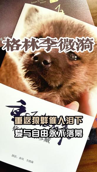《重返狼群》实体书再版来了! 原来大家心心念念的格林很可能已经……#重返狼群 #格林 #李微漪 #读书 #真实故事