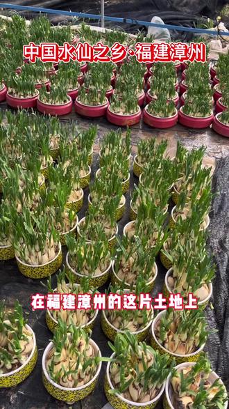 水仙花,素有“年宵花之王”美誉,寓意团圆吉祥,辞旧迎新。我们严选3年以上饱满鳞茎,只需清水供养,春节盛开,是为了家中增添雅致年味的不二之选,让清香伴随整个春节!#水仙花 #年宵花#除旧迎新