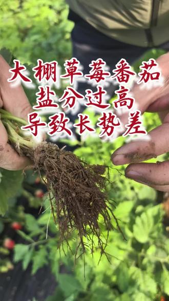 大棚草莓番茄套种,根系差,看看什么原因#草莓根系#番茄根系#地美茂橡胶酶解蛋白菌剂#微舞土尊