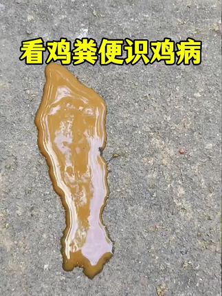 #养鸡人#抖音养鸡人#农村散养土鸡#新手养鸡#三农养殖