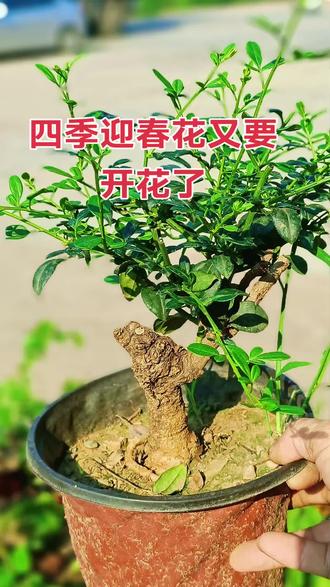 迎夏四季迎春花修剪了又开花了#老桩盆景