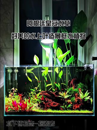 养鱼人的鱼缸,选择阿根廷皇冠水草做挺水景观。是不错的选择。#植物造景 #阿根廷皇冠 #鱼缸造景 #鱼缸里的大自然 #水培植物 @DOU+小助手