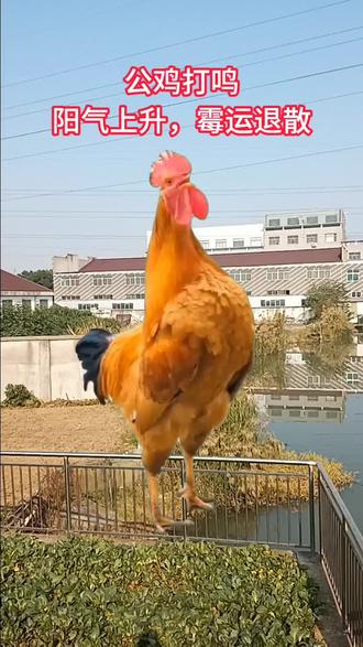 #公鸡打鸣霉运散去#阳气上升 #