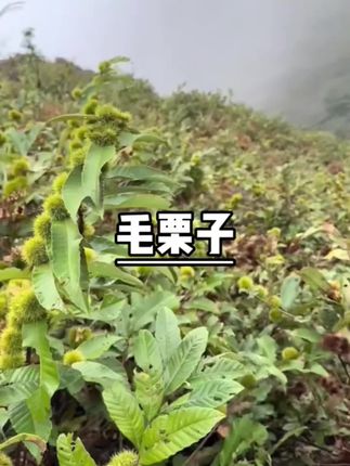 野生小板栗!#板栗