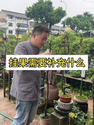 挂果需要补充什么元素!#金弹子