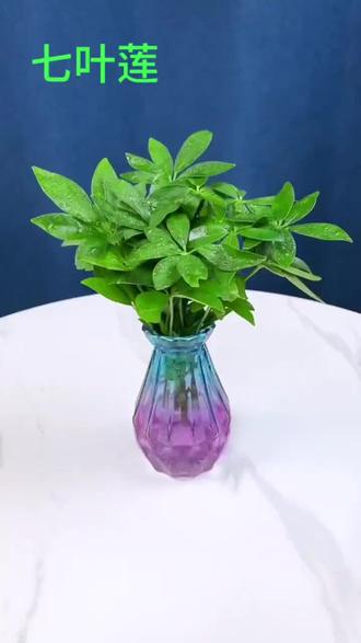 #七叶莲 又叫八方来财,摆在家中美观大方,颜值高寓意好,还可以净化空气,关键特别好养,有水就能养好#爱生活爱养花 #花卉绿植 #绿植盆栽 #好物推荐