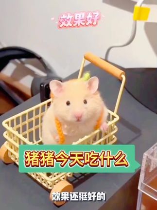 仓鼠湿尾了怎么办#好物推荐 #萌宠出道计划 #家有萌鼠 #在抖音入手的好东西 #超便宜超划算