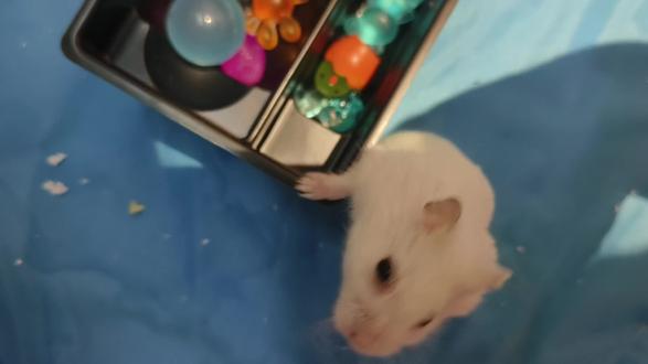 #萌宠 老鼠🐭钻洞,那是本能。