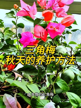 三角梅秋天里的养护方法#养花小知识 #分享家庭养花知识 #好看的花一定要分享给你 #三角梅养护