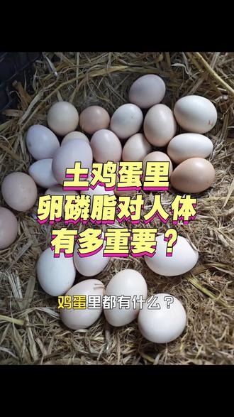 高山散养土鸡蛋里的卵磷脂对人体有多重要#卵磷脂#土鸡蛋营养价值 #土鸡蛋#高山散养