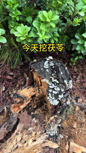 茯苓没根没叶我们是怎么找到的,今天带你们挖茯苓 云南本地人本地茯苓