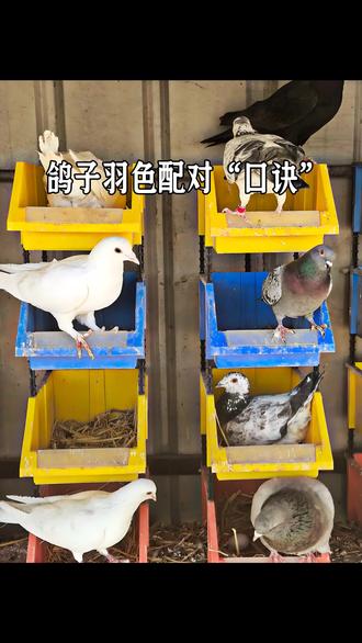 鸽子羽色配对口诀,欢迎各位鸽友补充 .#养鸽子方法 #萌宠 #鸽棚设计 #象腿圆环鸽子 #宠物
