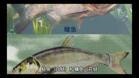 鲢鳙品种介绍
