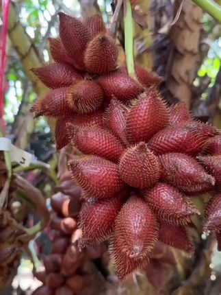 #蛇皮果 #口感脆爽 #味道独特 #果子 #营养丰富 外表像蛇皮的水果蛇皮果,有人吃过吗?口感爽脆,味道独特,越吃越上瘾!