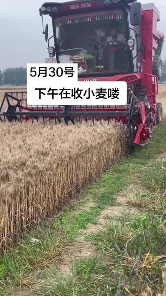 2026年 5月30号叫小麦喽