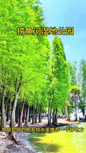 捞鱼河湿地公园 滇池东岸免费宝藏地#绿色森林风景 # 昆明避暑