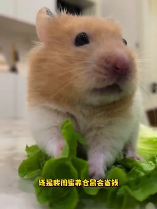 还是我闺蜜养仓鼠会省钱、十多块五斤的花草浴沙、鼠鼠能用好几个月#养鼠日常分享 #仓鼠 #金丝熊 #萌宠 #新手养鼠指南