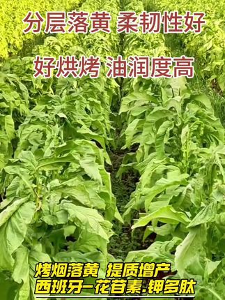#烤烟落黄 #烤烟补钾 #花苷素钾多肽 #花青素钾肽肽