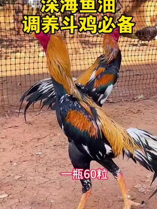 斗鸡#斗鸡爱好者 #斗鸡文化 #斗鸡爱好者 #斗鸡养殖技术 #斗鸡 @抖音Dou+上热门 @抖音小助手 @DOU+小助手