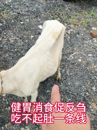 #养羊创业 #养羊技术分享 #养羊知识 #牛羊养殖 #科学养羊知识
