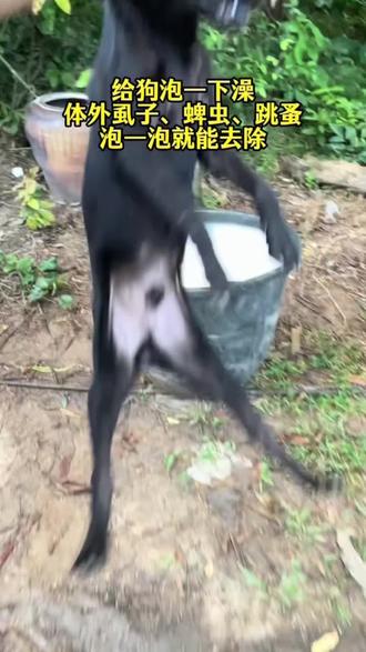 狗狗是人类的朋友#狗狗