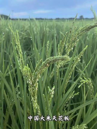 #我的乡村生活 #三农 #新农人计划 #稻花香2号 #五常大米