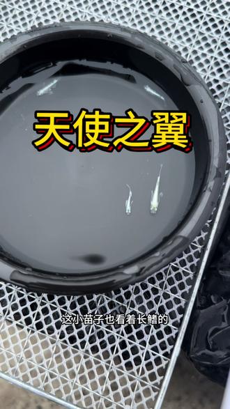 #小鱼繁殖 #观背青鳉 感谢支持,合作愉快