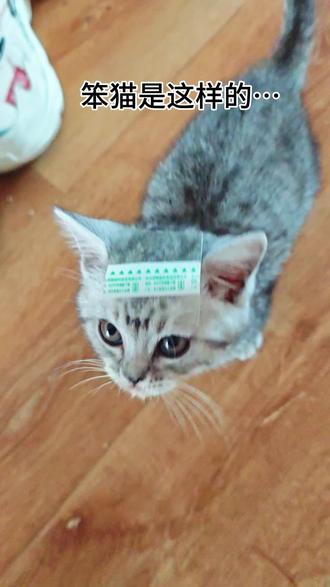 纵使90%的猫是屎山代码,俺家虎子也要独一套系统!珍蚌😘 #屎山代码 #猫咪的迷惑行为 #猫咪bug #真棒