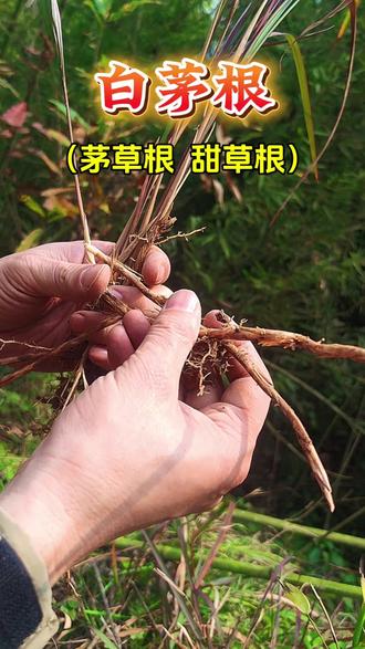 白茅根的功效与作用?山野常见中草药,藏着7080后童年的甜 #真实生活分享计划 #中草药 #白茅根 #茅草根
民间俗称:茅根、甜草根、茹根、地筋、丝茅
名称由来:“白茅根”因地下根茎洁白肥嫩得名;“甜草根”是其自带清甜的俗称,更是70、80后刻在骨子里的童年称谓。
植物特征:禾本科多年生草本,多生于山坡、路旁、田埂,茎秆带白絮,地下根茎洁白多汁,是儿时山野随手能挖的天然甜物。
传统与实用价值:干燥根茎为传统中草药常用原料,古籍多有记载;鲜根嚼食、煮水是民间吃法,更是70、80后放学、放牛时的解馋小食,一根嚼出满嘴甜润,藏着最纯粹的童年。时光走得太仓促,嚼着茅草根的我们,一晃就老了,那缕清甜却成了难忘的山野乡愁;
70、80后的你,是否怀念儿时挖茅草根嚼的时光?那口清甜,刻进你的童年记忆了吗?