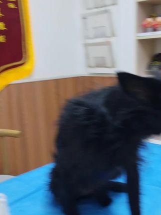 来不及为市场小黄的离去伤心,又开始焦虑美眉的胰腺炎,治疗三天不好转还严重了#都得烧钱的病基地的粮食咋办啊