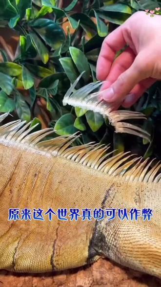 文案:
# 青年创作者扶持计划四种常见病,中教你调# 中医# 抖出健康知识宝藏# 我的年度健康盘点# 涨知识医疗科普
评论:
自从打卡了 滋 太翁 加红牛,状态直线上升,真是挖到宝了+