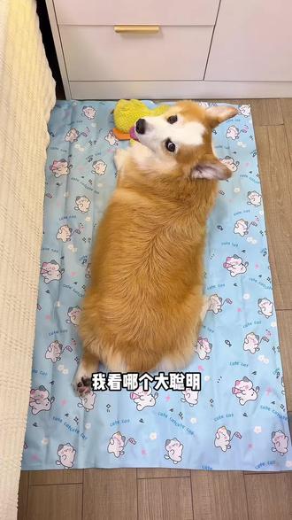 天气越来越热了,与其给狗狗开空调,不如安排一个凉而不冰的垫子 #宠物冰垫 #宠物睡垫 #萌宠好物