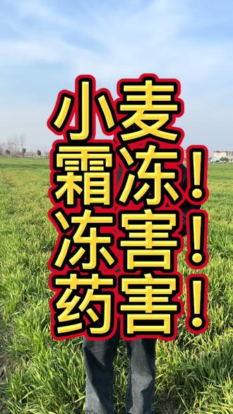 降低损失,保住产量!小麦拔节孕穗期遇低温霜冻天气出现冻害及时补救#宏增#芸乐收
