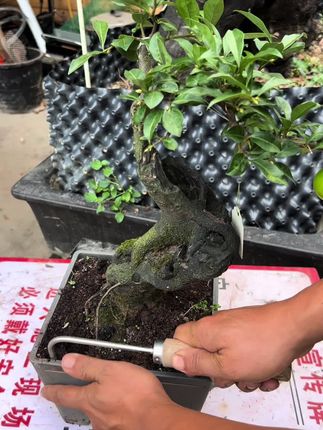 又到了一年中翻盆换土的最佳季节,还没给金弹子换土的抓紧了#绿植盆栽 #金弹子盆景 #翻盆换土